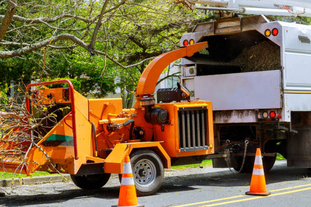 Professional Tree Care Services in Lake Clarke Shores, FL