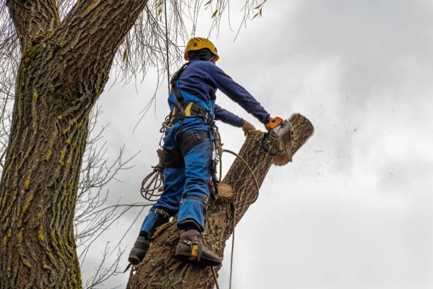 Best Tree Cabling and Bracing  in Lake Clarke Shores, FL