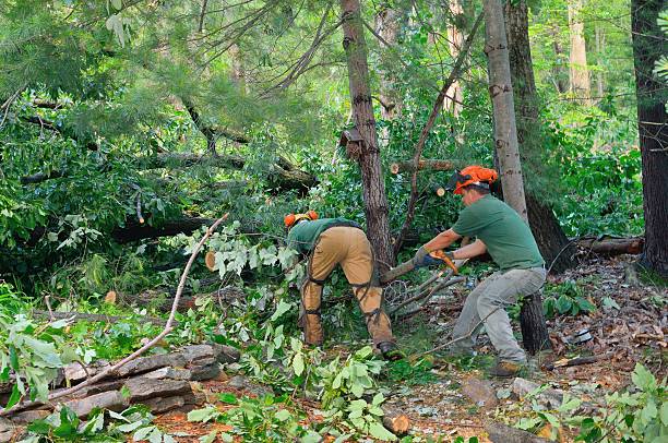 Seasonal Cleanup (Spring/Fall) in Lake Clarke Shores, FL